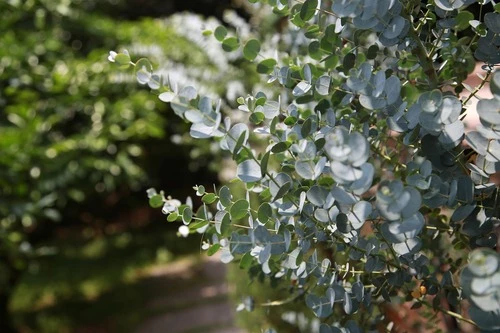 FEUILLE D'EUCALYPTUS