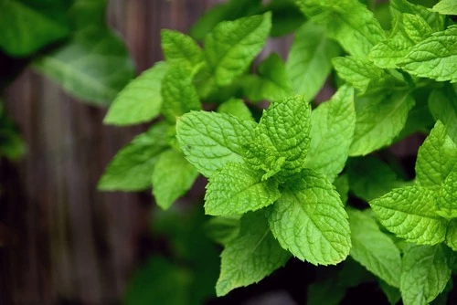 FEUILLES DE MENTHE POIVREE