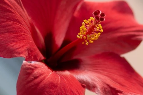 FLEURS D'HIBISCUS