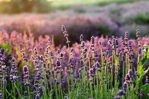 FLEURS DE LAVANDE