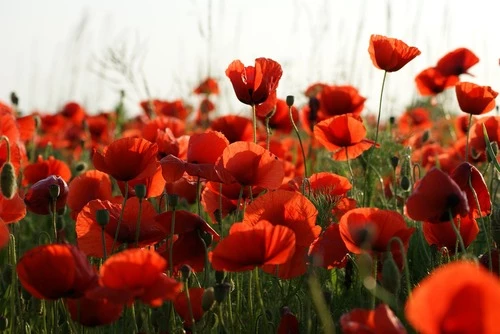 PETALES DE COQUELICOT