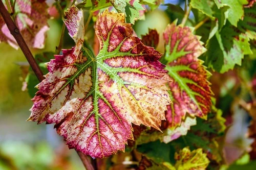 FEUILLES DE VIGNE ROUGE